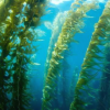 海藻用于生物燃料的增长研究人员旨在发掘潜力