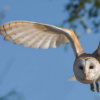 猫头鹰的翅膀可能是击败风力涡轮机噪音的关键