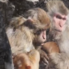 北京动物园猴子抱团取暖