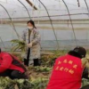 武汉向石家庄捐赠50吨蔬菜