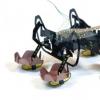 下一代机器人蟑螂可以探索水下环境