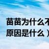 苗苗为什么不红（出道多年一直被埋没的真正原因是什么）