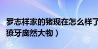 罗志祥家的猪现在怎么样了(迷你小粉猪变身獠牙庞然大物)