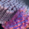 首次通过从头设计的纳米孔感应DNA和蛋白质