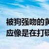 被狗强吻的黄子韬怎么样了（场面一度失控反应像是在打碟）