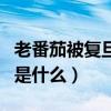 老番茄被复旦开除（老番茄被复旦开除的原因是什么）