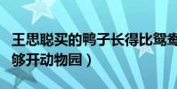 王思聪买的鸭子长得比鸳鸯还小(家里的宠物够开动物园)