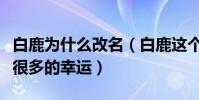 白鹿为什么改名(白鹿这个名字为白梦妍带来很多的幸运)
