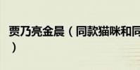 贾乃亮金晨(同款猫咪和同款手机壳什么情况)