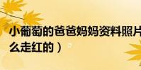 小葡萄的爸爸妈妈资料照片曝光(小葡萄是怎么走红的)