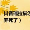 抖音瑞拉猫怎么了（微博柔柔要早睡快把它给养死了）