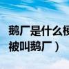 鹅厂是什么梗（娱乐圈鹅厂是哪家公司为什么被叫鹅厂）