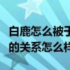 白鹿怎么被于正签约的（揭秘于正和白鹿私下的关系怎么样）