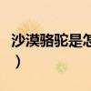 沙漠骆驼是怎么火起来的（歌声既坚定又洒脱）