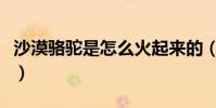 沙漠骆驼是怎么火起来的(歌声既坚定又洒脱)