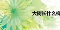 大树长什么样?