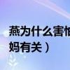 燕为什么害怕香蕉（杜江爆料这竟和霍思燕妈妈有关）