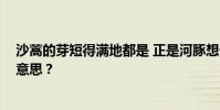沙蒿的芽短得满地都是 正是河豚想干的时候 这句话是什么意思?