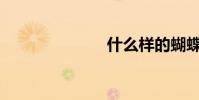 什么样的蝴蝶?