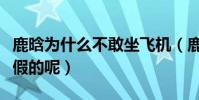 鹿晗为什么不敢坐飞机(鹿晗恐高是真的还是假的呢)