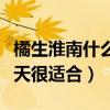 橘生淮南什么时候开播（自带高冷气息的胡一天很适合）