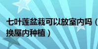七叶莲盆栽可以放室内吗(七叶莲盆栽能不能换屋内种植)