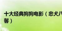 十大经典狗狗电影(忠犬八公上榜第四相当温馨)