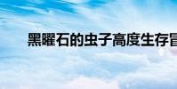 黑曜石的虫子高度生存冒险于7月着陆
