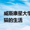 威斯康星大学公园服务研究中心演讲的山狮小猫的生活