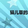 猫儿草的功效与作用图片（猫儿草）
