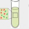 细胞大小调节分子分离