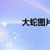 大蛇图片（关于大蛇图片的简介）