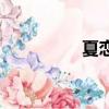夏恋（关于夏恋的简介）