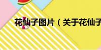 花仙子图片(关于花仙子图片的简介)
