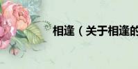 相逢(关于相逢的简介)