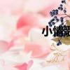 小情歌（关于小情歌的简介）