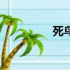 死鸟（关于死鸟的简介）