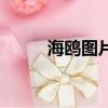 海鸥图片（关于海鸥图片的简介）