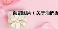 海鸥图片(关于海鸥图片的简介)