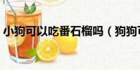 小狗可以吃番石榴吗(狗狗可以吃番石榴吗)