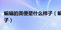 蝙蝠的粪便是什么样子(蝙蝠拉的屎是什么样子)