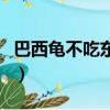 巴西龟不吃东西一直张嘴巴（巴西龟不吃东西）