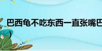 巴西龟不吃东西一直张嘴巴(巴西龟不吃东西)