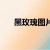 黑玫瑰图片（关于黑玫瑰图片的简介）