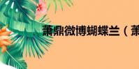 萧鼎微博蝴蝶兰(萧鼎微博)