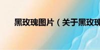 黑玫瑰图片(关于黑玫瑰图片的简介)