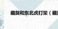 藏獒和东北虎打架(藏獒老虎打架)