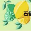 石貂（关于石貂的简介）