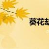葵花劫（关于葵花劫的简介）