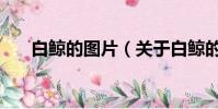 白鲸的图片(关于白鲸的图片的简介)